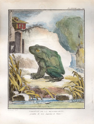 Buffon Frog