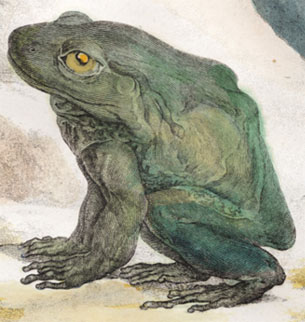 Buffon Frog