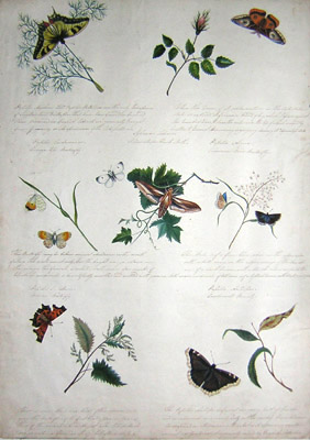 Butterflies and Moths