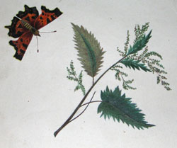 Butterflies and Moths