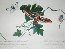 Butterflies and Moths