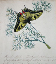 Butterflies and Moths