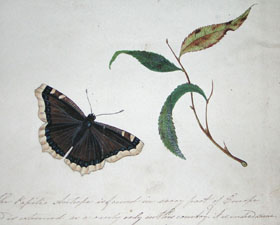 Butterflies and Moths