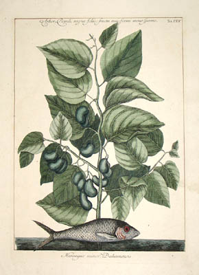 Catesby Fish