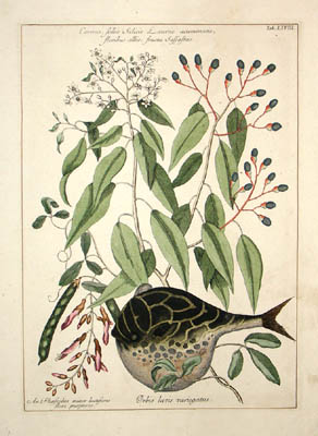 Catesby Fish