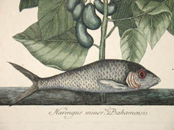 Catesby Fish