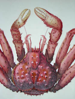 Durville Crab