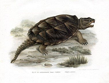 Die Nordamerikanische Schwanz-Schildkr&ouml;te