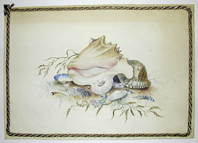 Pair of Seashell Still Lifes