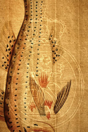 Bluestriped Goatfish watermark detail