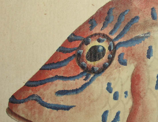 Bluestriped Goatfish detail