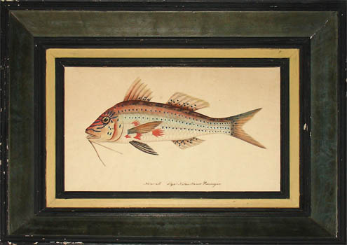 Bluestriped Goatfish framed