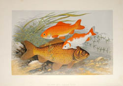 Houghton Fish