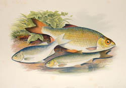 Houghton Fish