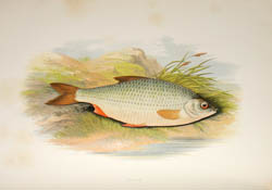 Houghton Fish