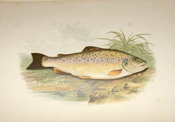 Houghton Fish
