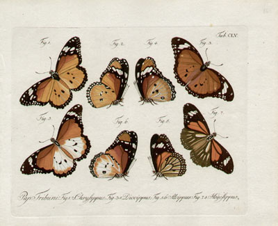 Jablonsky Butterflies