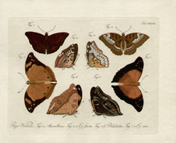 Jablonsky Butterflies