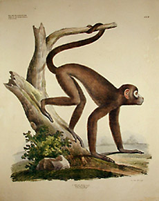 Ateles Belzebuth
