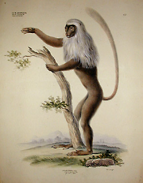 Colobus polycomos