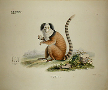 Hapale leucocephalus
