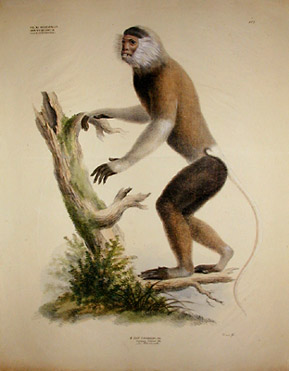 Lasiopyga Nemaea