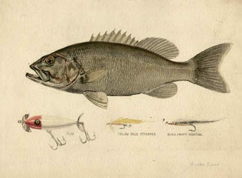 Liedl Fish