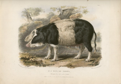 Old English Breed