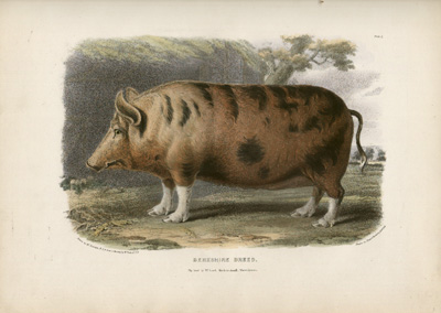 Berkshire Breed