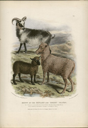 Breed of the Zetland and Orkney Islands