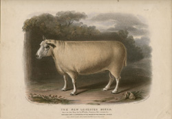 New Leicester Breed