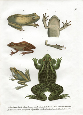 Schinz Frogs 91
