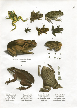 Plate 96