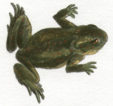 Plate 96 detail
