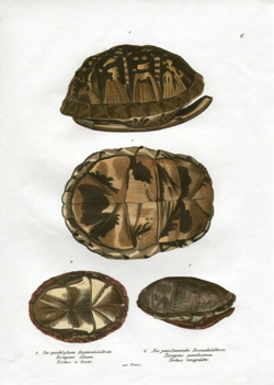 Schinz Turtle 6