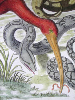 Seba Pythons and Birds