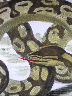 Seba Pythons and Birds