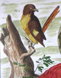 Seba Pythons and Birds