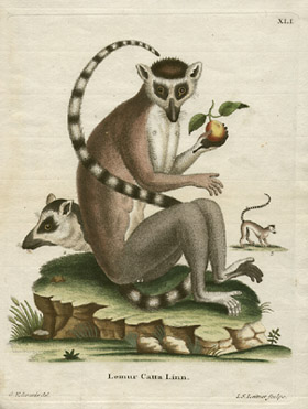 Ring-Tailed Lemur