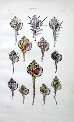 Plate 381