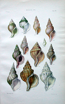 Plate 413