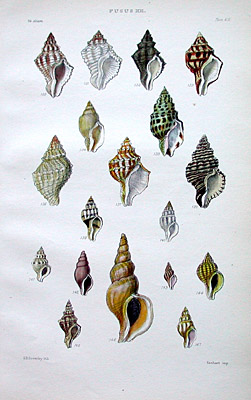 Plate 416