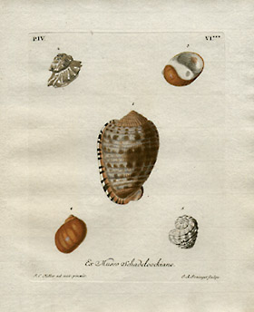 Plate VI: Collection of Schadeloock