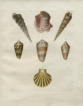 Plate VIII