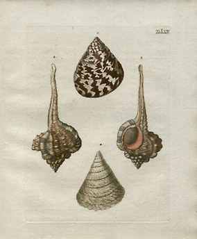 Plate XII