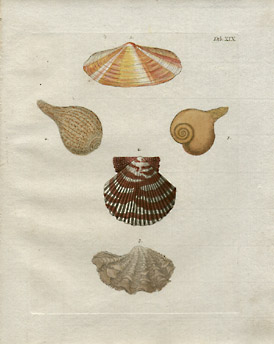 Plate XIX