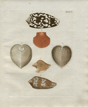 Plate XVIII