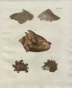 Plate XXII