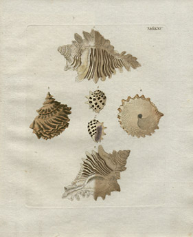 Plate XXV