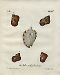 Knorr Natural History Shell Studies